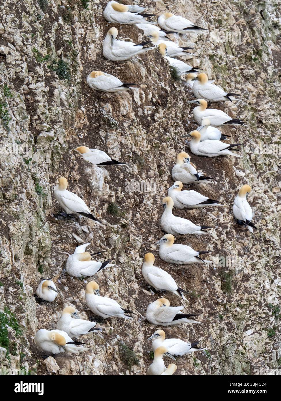 Gannet, Morus bassanus bei Bempton Cliffs in Yorkshire, Großbritannien. Stockfoto