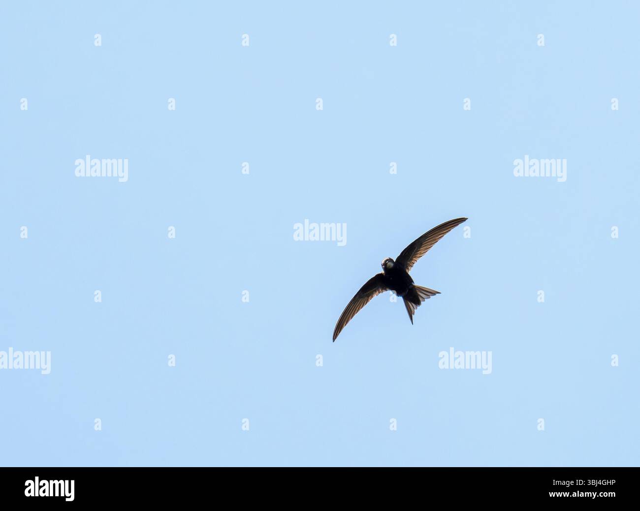 A Common Swift, Apus apus fliegen über Ambleside, Lake District, Großbritannien. Stockfoto