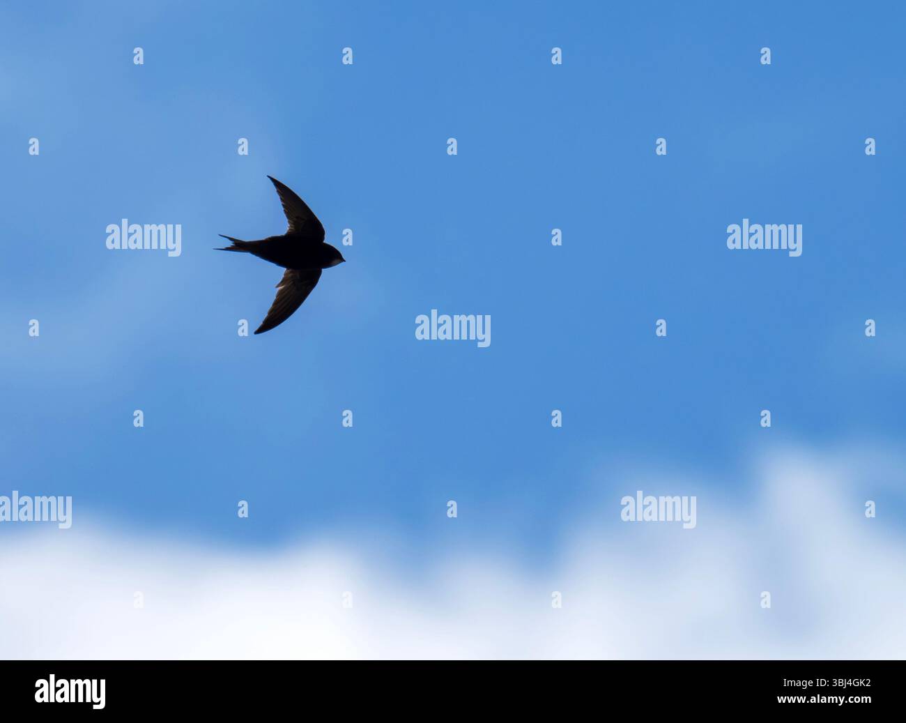 A Common Swift, Apus apus fliegen über Ambleside, Lake District, Großbritannien. Stockfoto