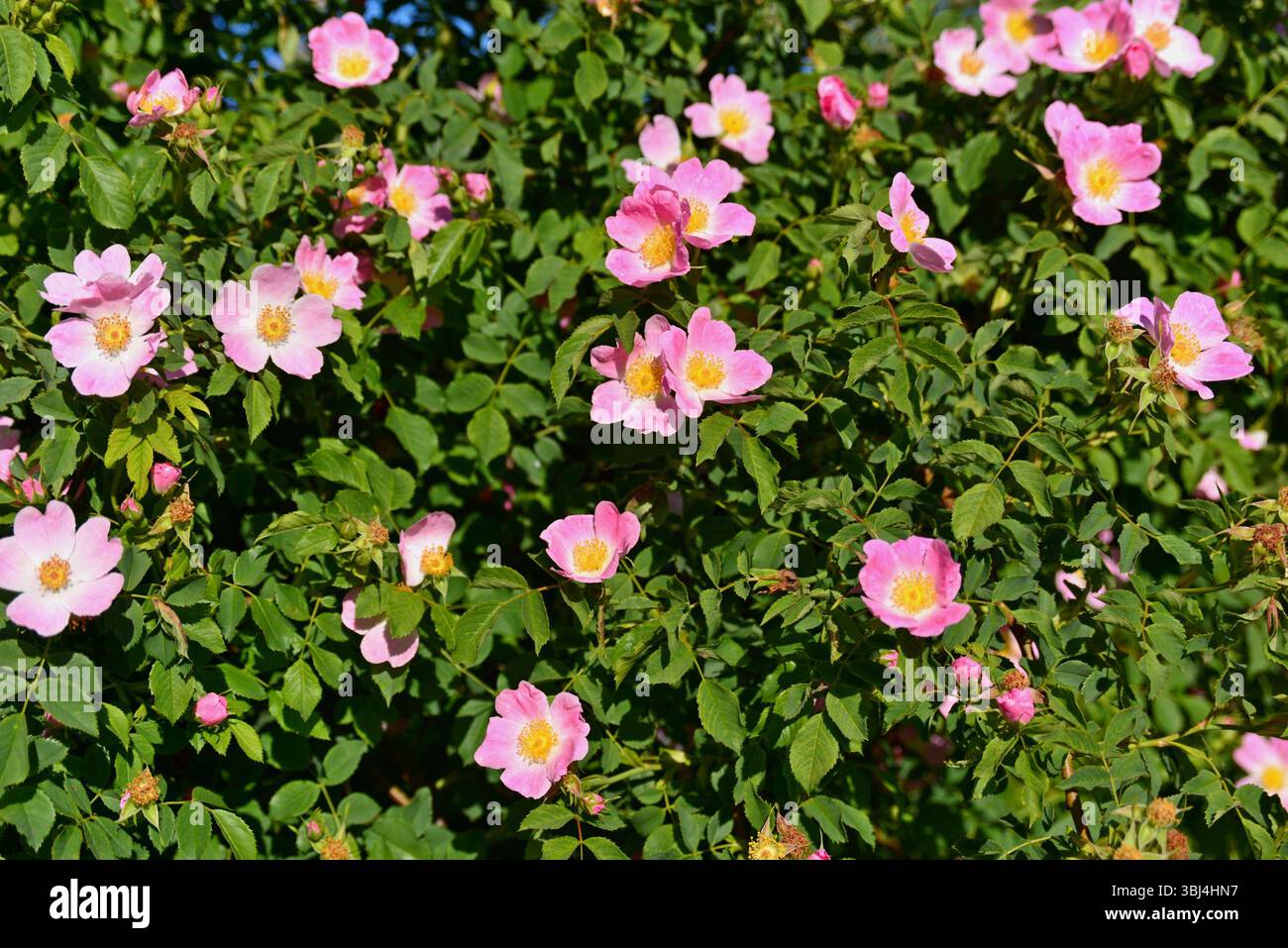 Wunderschöne wilde Rosenblüten an einem sonnigen Morgen. Jedes Frühjahr, in Transsilvanien, findet man Sweetbriar Rose, Rosa rubiginosa, überall Stockfoto