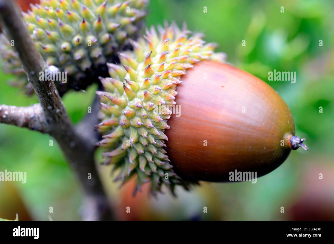 Früchte oder Eicheln der Kermes-Eiche (Quercus coccifera) Stockfoto