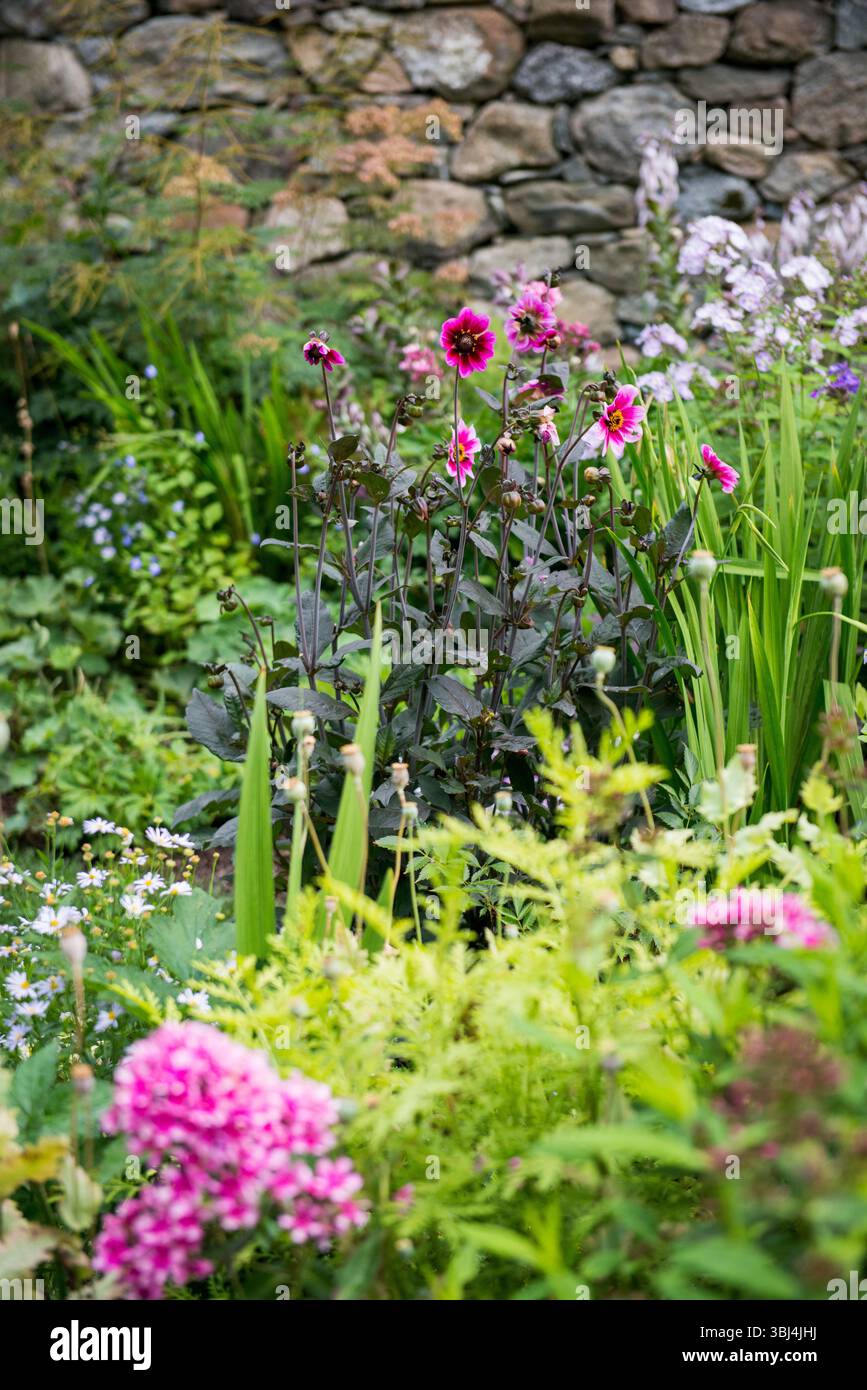 Farbenfroher Garten mit rosafarbenen Dahlien und Steinmauern im Hintergrund Stockfoto
