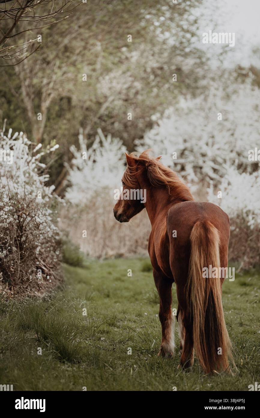 Inselpferd in der Natur des Frühlings frei Stockfoto