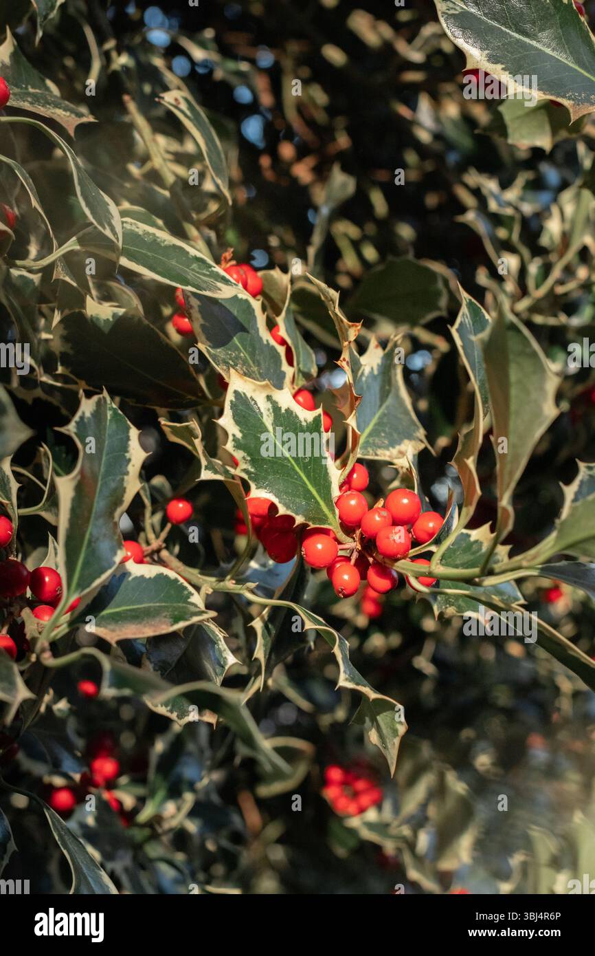 Stechpalme mit roten Beeren und verschiedenen Blättern im Sonnenlicht Stockfoto