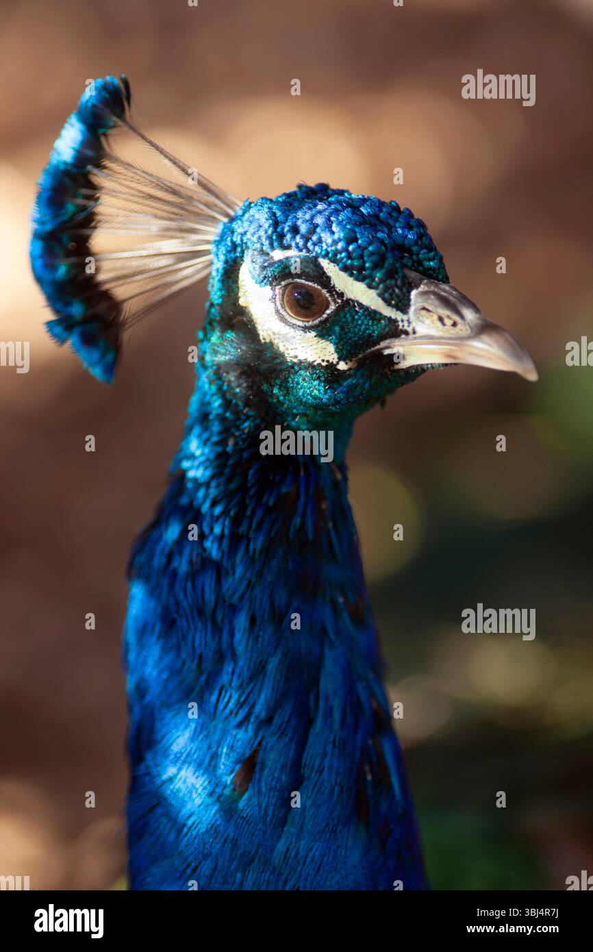 Kopfaufnahme eines Pfaus aus aus dem Hintergrund-Bokeh Stockfoto