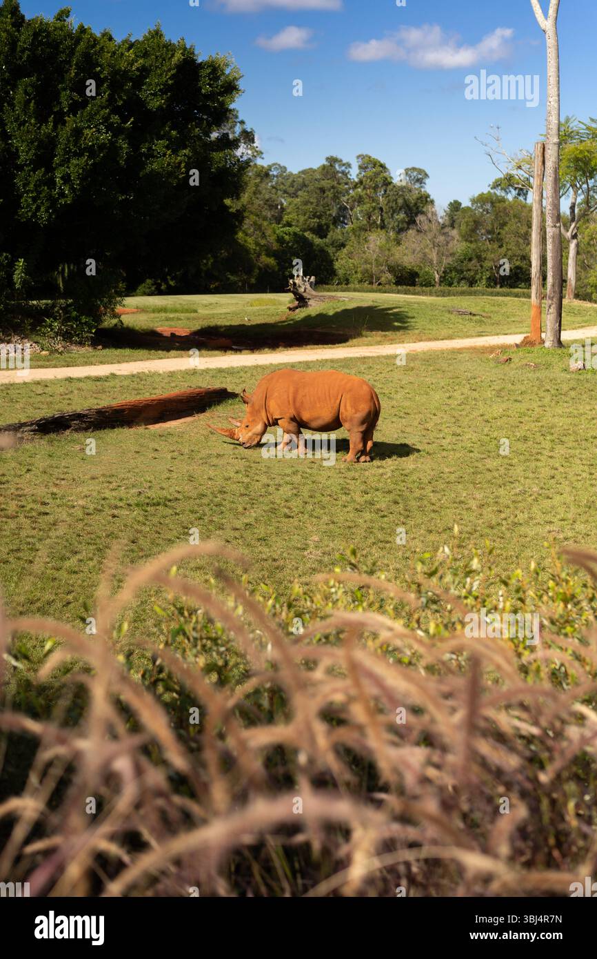 Nashörner im Zoogrünlandgehege Stockfoto