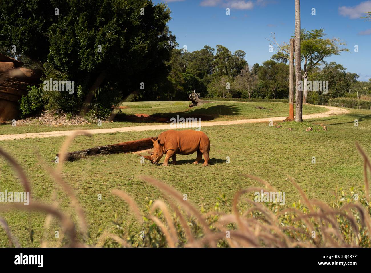 Nashörner im Zoogrünlandgehege Stockfoto