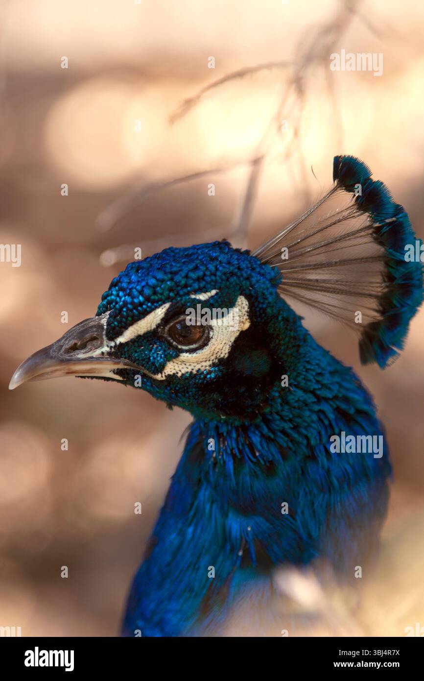 Profilporträt eines Pfauens aus unscharfem braunem Hintergrund Stockfoto