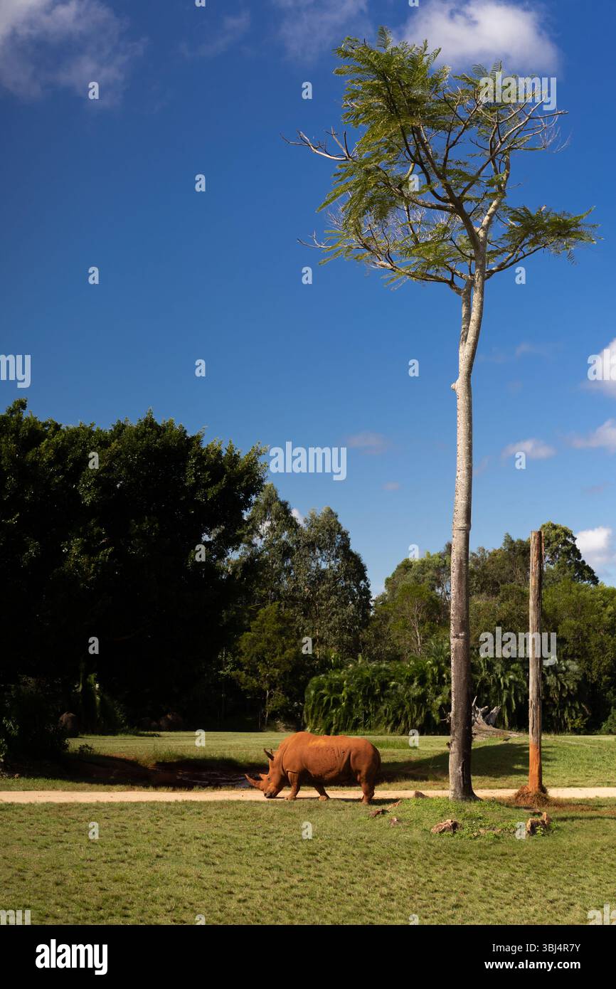 Nashörner im Zoogrünlandgehege Stockfoto