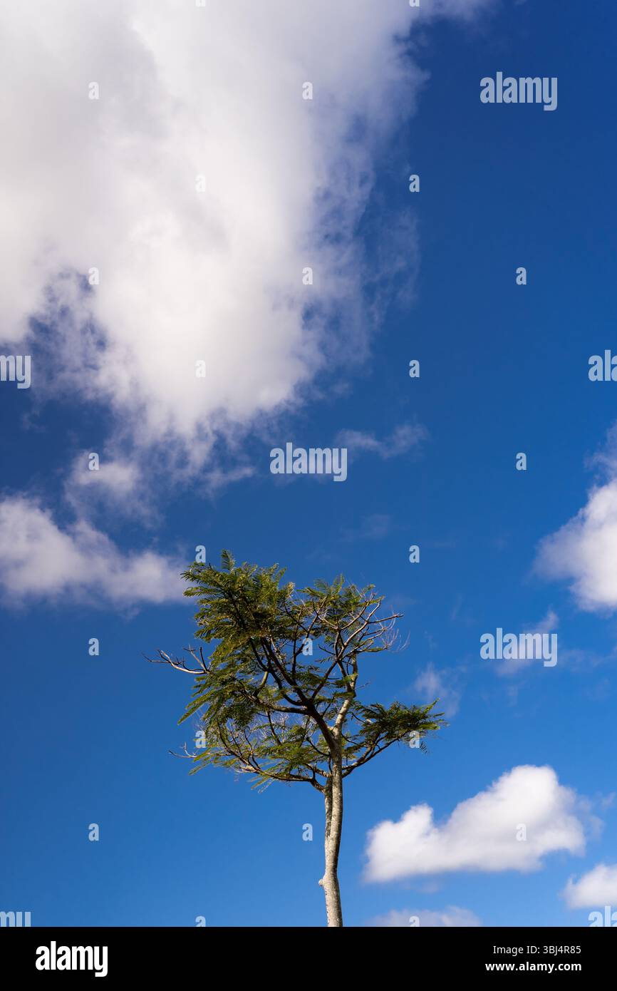 Einsamer Baum unter einem leuchtend blauen Himmel mit verstreuten Wolken Stockfoto