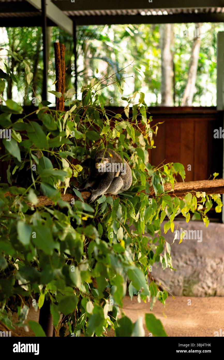 Koala ruht auf Eukalyptuszweig im Wildgehege Stockfoto