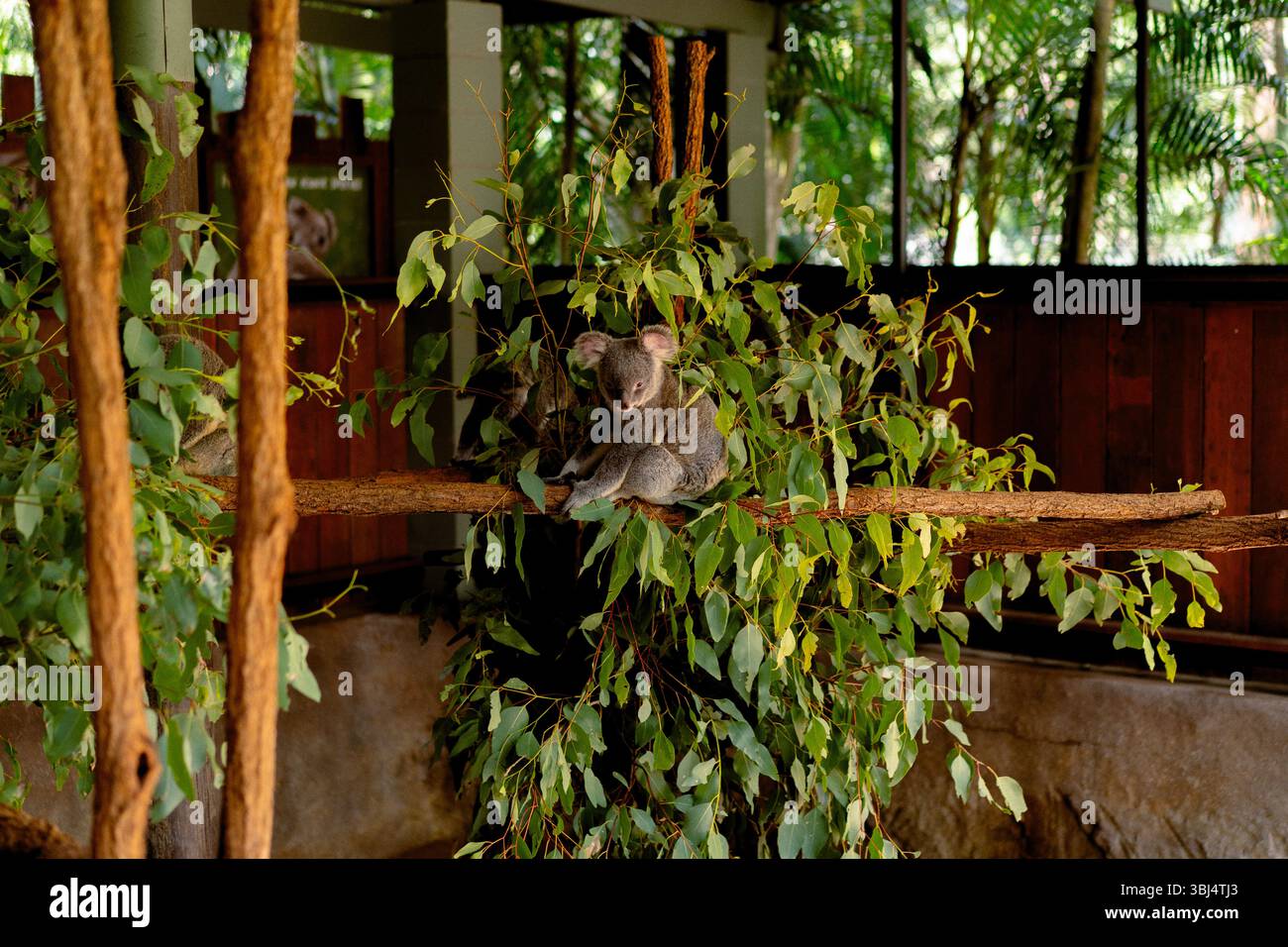 Koala ruht auf Eukalyptuszweig Stockfoto