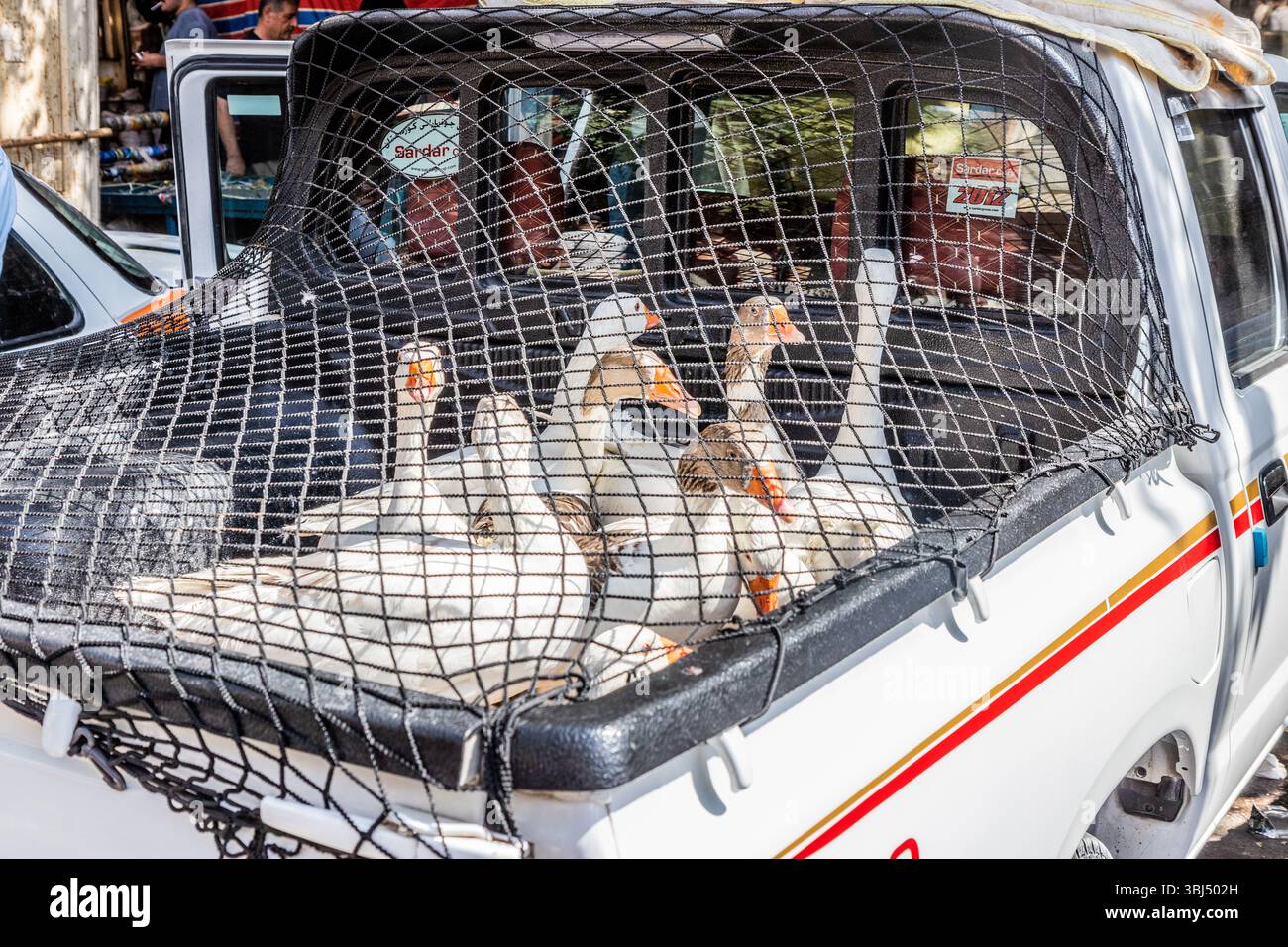 SULAYMANIYAH, IRAK - 7. OKTOBER 2022: Enten auf einem Pickup-Truck auf dem Naqib-Markt in Sulaymaniyah (Slemani), Region Kurdistan im Irak Stockfoto