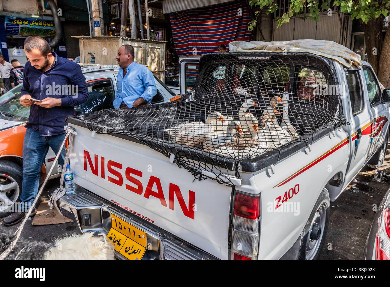 SULAYMANIYAH, IRAK - 7. OKTOBER 2022: Enten auf einem Pickup-Truck auf dem Naqib-Markt in Sulaymaniyah (Slemani), Region Kurdistan im Irak Stockfoto