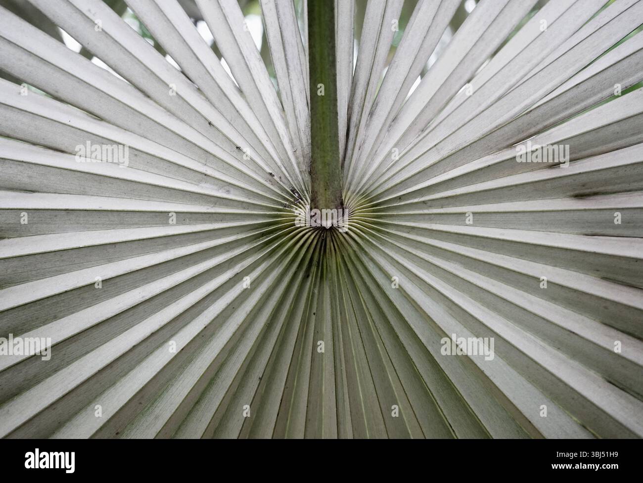 Echte Fotografie von Hand gemacht natürliche Palmblätter Nahaufnahme neutraler Ton strukturierter abstrakter Hintergrund Stockfoto