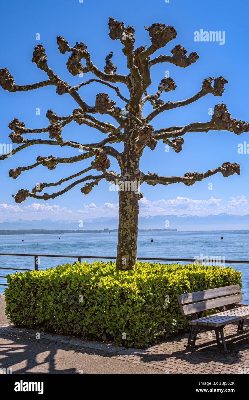 Baden-Württemberg : Friedrichshafener Seepromenade im Frühjahr Stockfoto