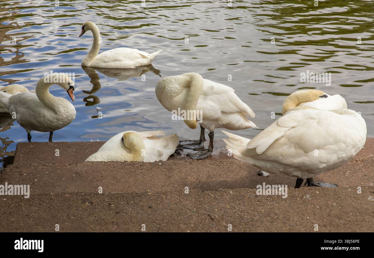 Swan Sanctuary Worcester Stockfoto