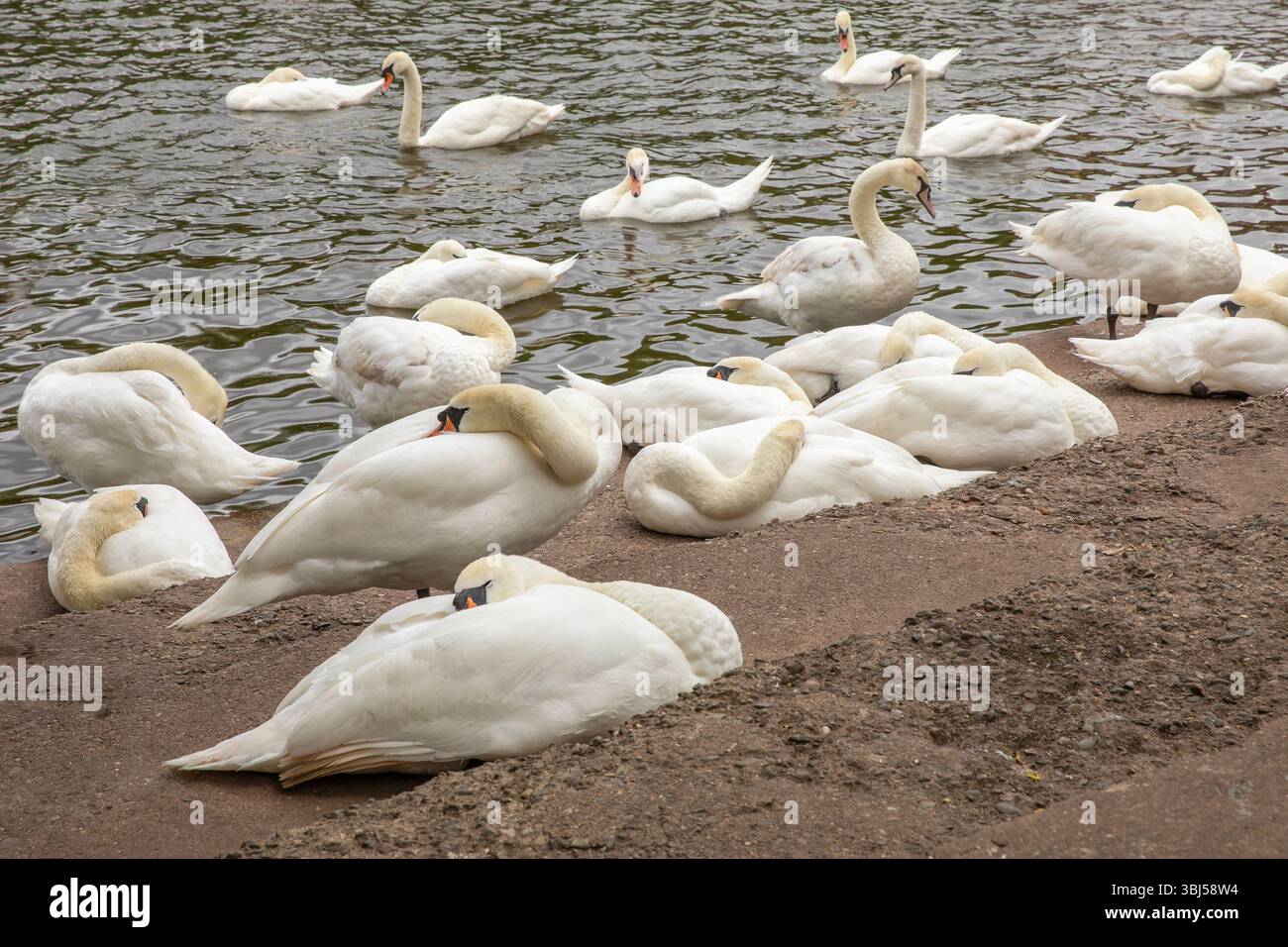 Swan Sanctuary Worcester Stockfoto