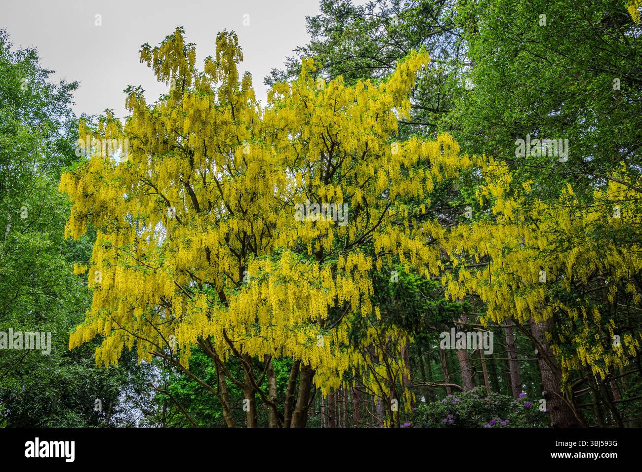 Ein Baldachin aus Laburnum anagyroides strotzt vor goldgelben Blüten und leuchtet sanft unter dem bewölkten späten Frühlingshimmel Stockfoto