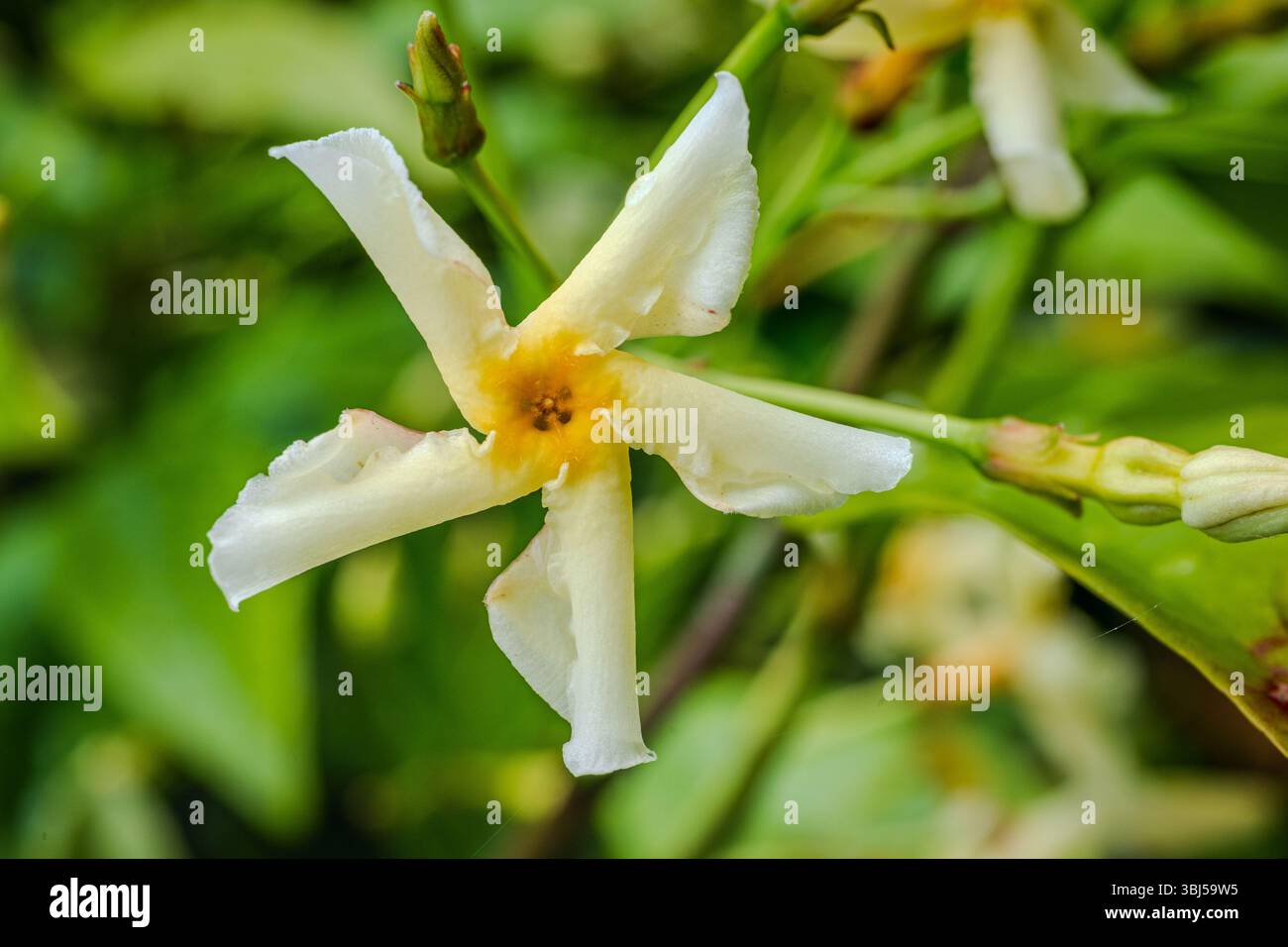 Nahaufnahme einer kleinen, duftenden Star Jasmin (Trachelospermum jasminoides) Blüte im Sommer Stockfoto