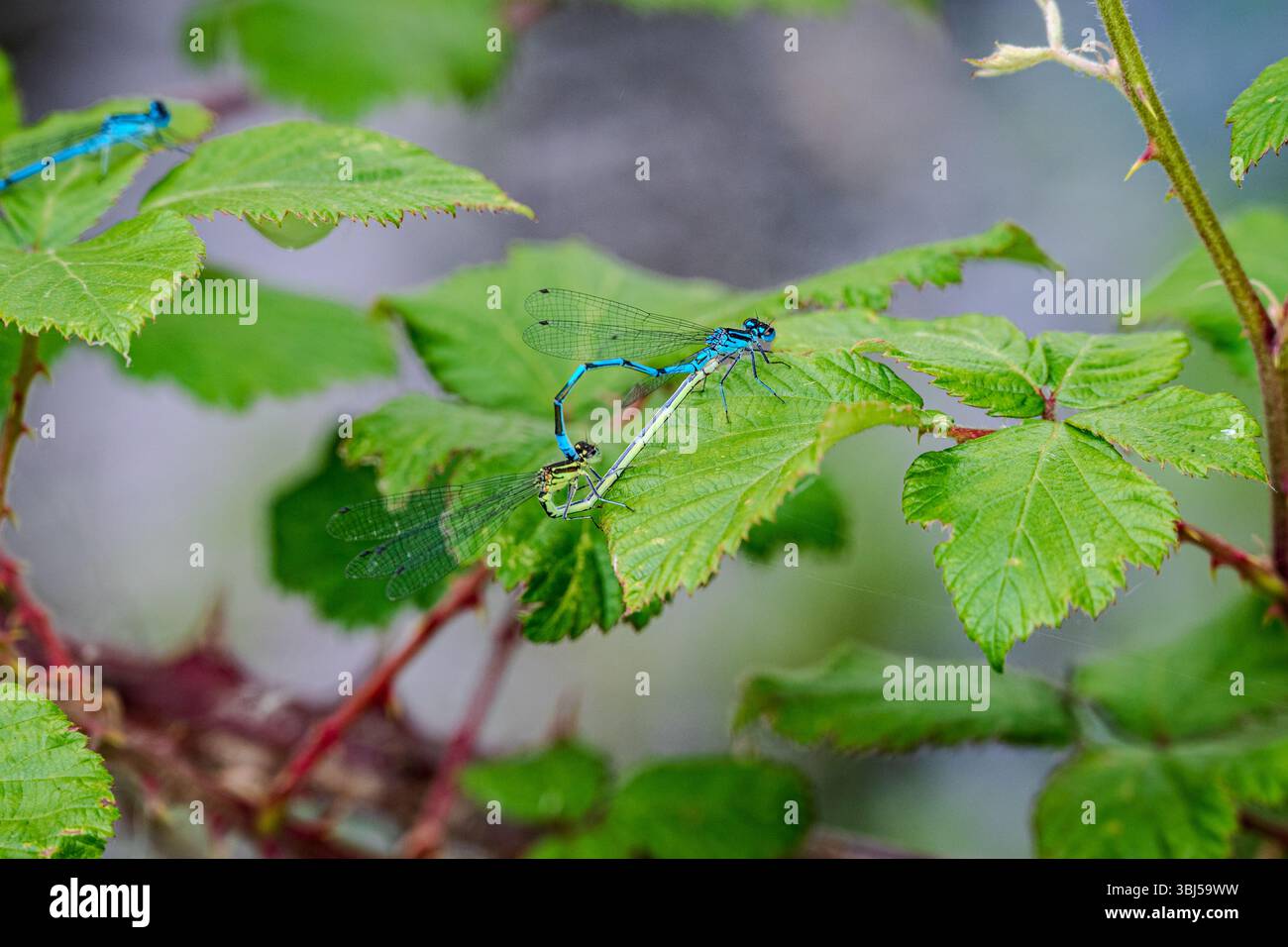 Nahaufnahme von zwei Jungfrauen, die sich auf einem grünen brombeerblatt paaren und ihre zarten Körper und leuchtenden Farben zeigen Stockfoto