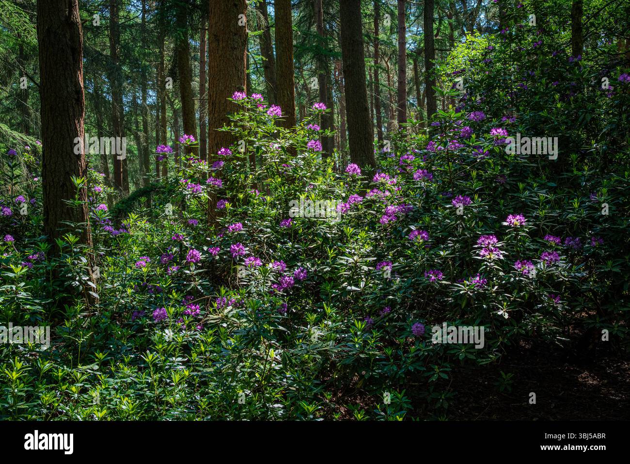 Rhododendronbüsche mit violetten Blumen schmiegt sich in einen Wald, dessen leuchtende Blüten sich vor dem Hintergrund hoher Bäume im späten Abzweig abheben Stockfoto