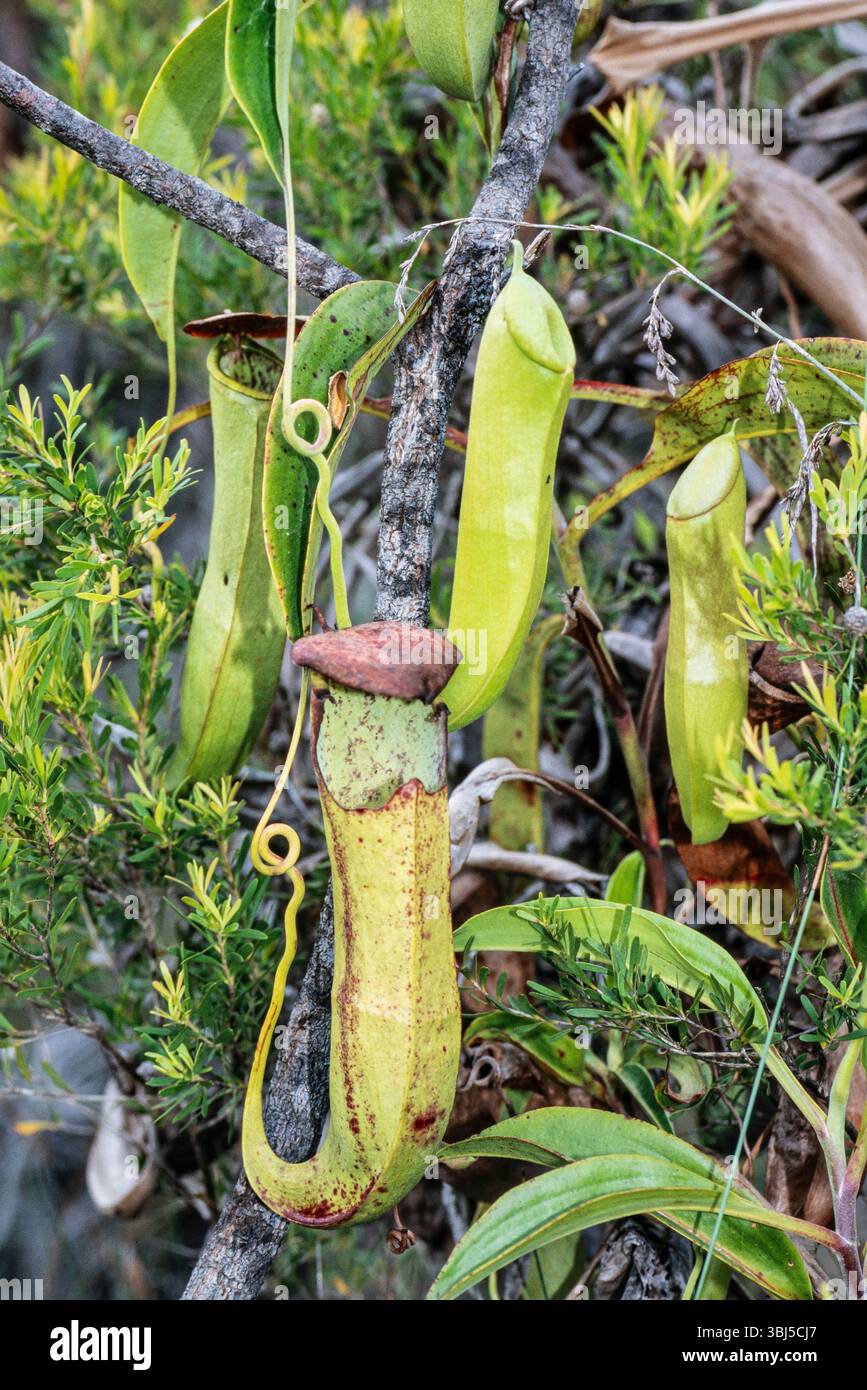 Pitcher Plants in der Wildnis, Iron Range National Park, Queensland Australien Stockfoto