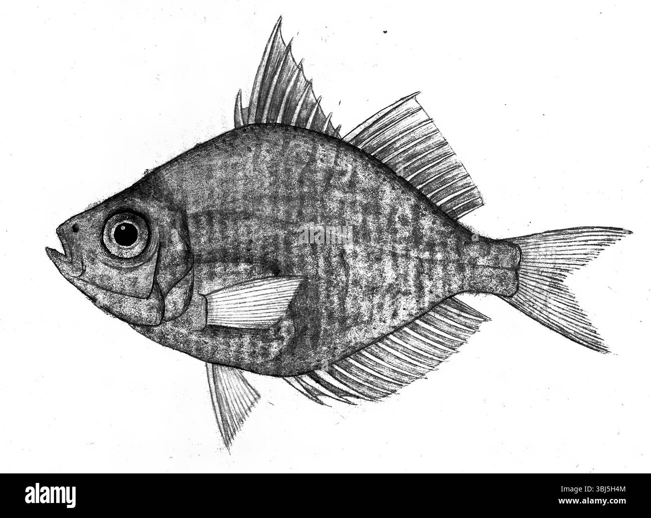 Fisch, 1777-1783. Stockfoto