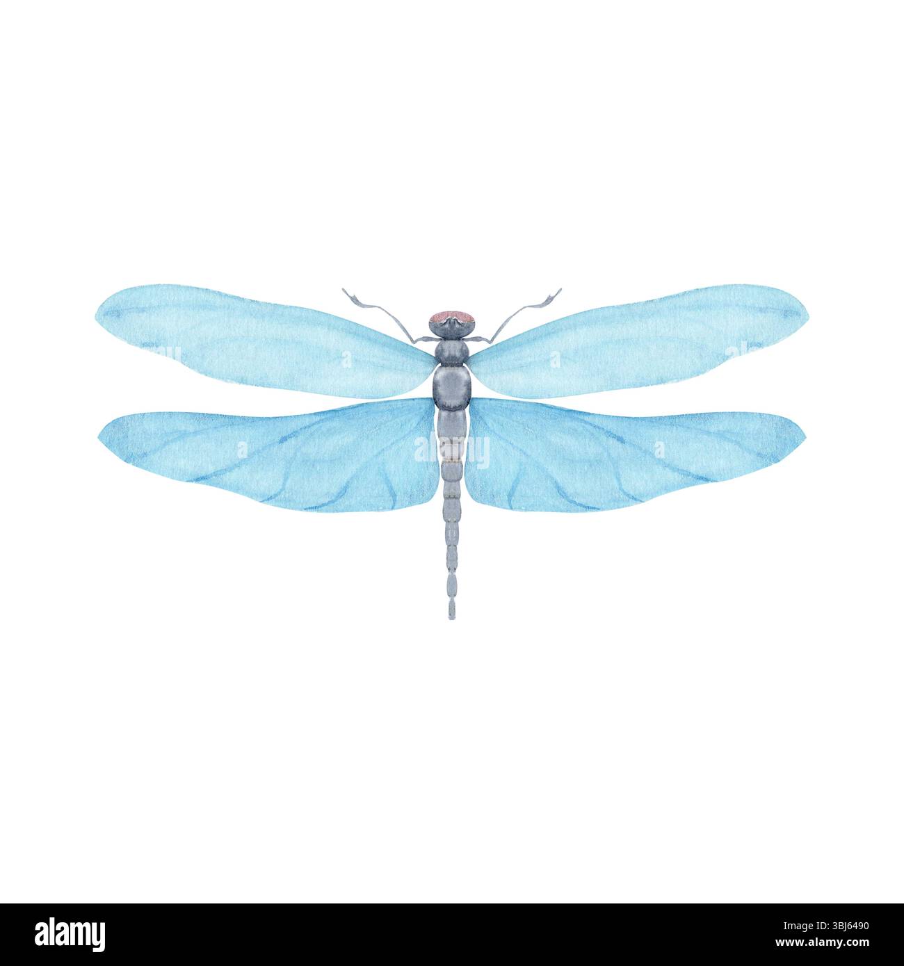 Blaue Libelle mit durchscheinenden Flügeln, in Aquarellstil gestrichen, isoliert auf weiß. Ideal für Naturbranding, Verpackung, umweltfreundliches Design Stockfoto