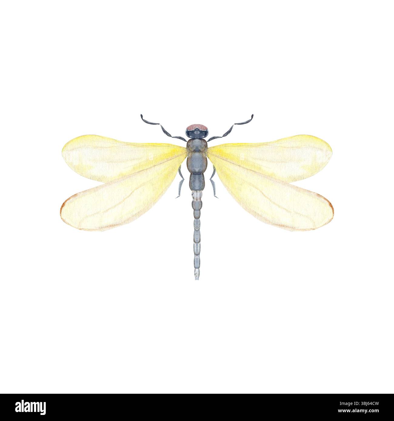 Gelbe Libelle mit durchscheinenden Flügeln, in Aquarellstil gestrichen, isoliert auf weiß. Ideal für Naturbranding, Verpackung, umweltfreundliches Design Stockfoto