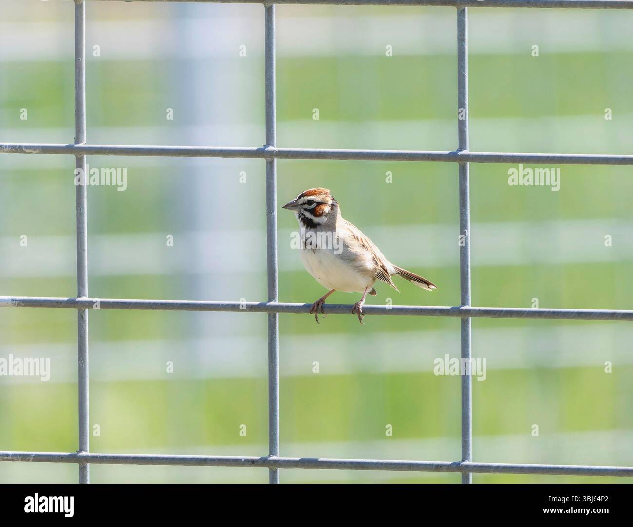 Ein Lark Sparrow (Chondestes grammacus) steht auf einem Metalldrahtzaun. Im Hintergrund befindet sich ein hellgrünes Feld Stockfoto