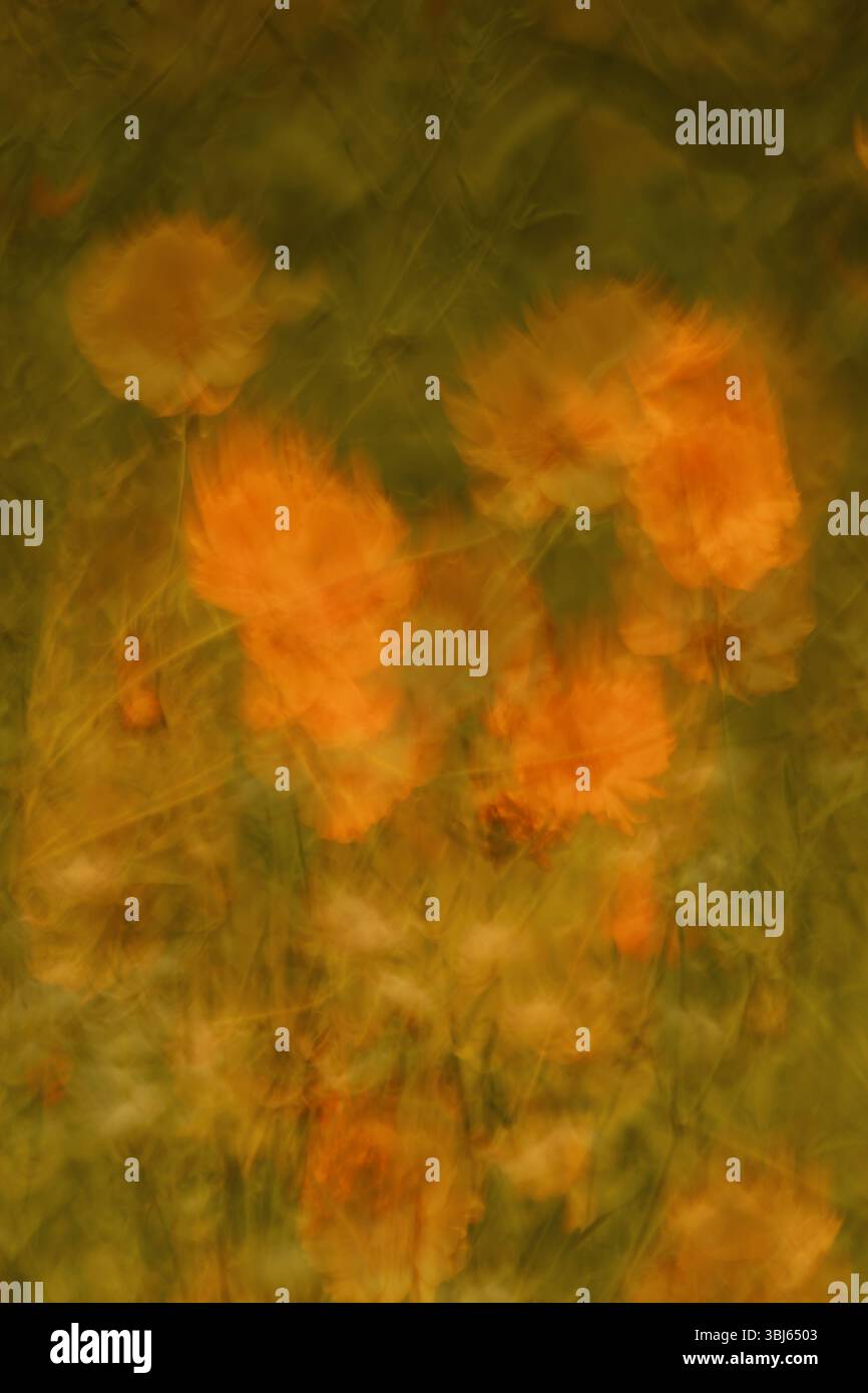 Moody abstrakte Fotografie von orangefarbenen Kosmos-Blumen, die auf einem strukturierten dunkelgrünen Hintergrund blühen, Doppelbelichtungsfotografie. Stockfoto