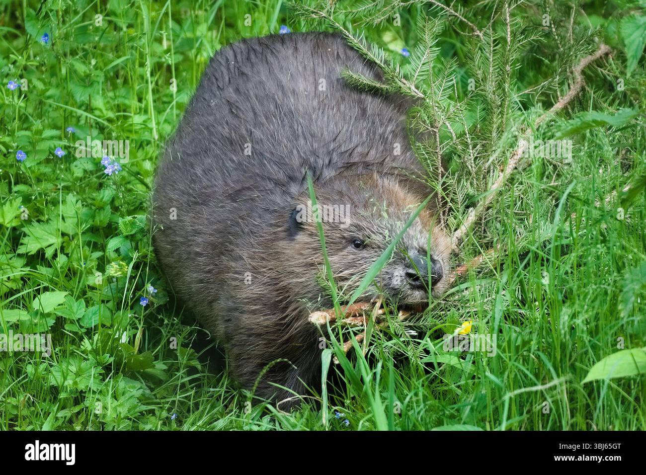 Castor Fiber aka eurasischer oder europäischer Biber baut in seinem natürlichen Lebensraum Biberdamm. Die Natur der Tschechischen republik. Stockfoto