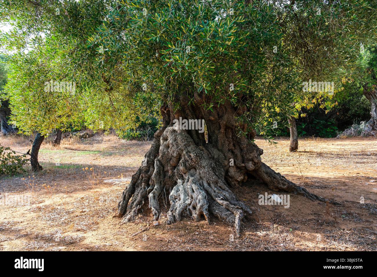 Jahrhundertealte olivenbume apulien -Fotos und -Bildmaterial in hoher  Auflsung  Alamy