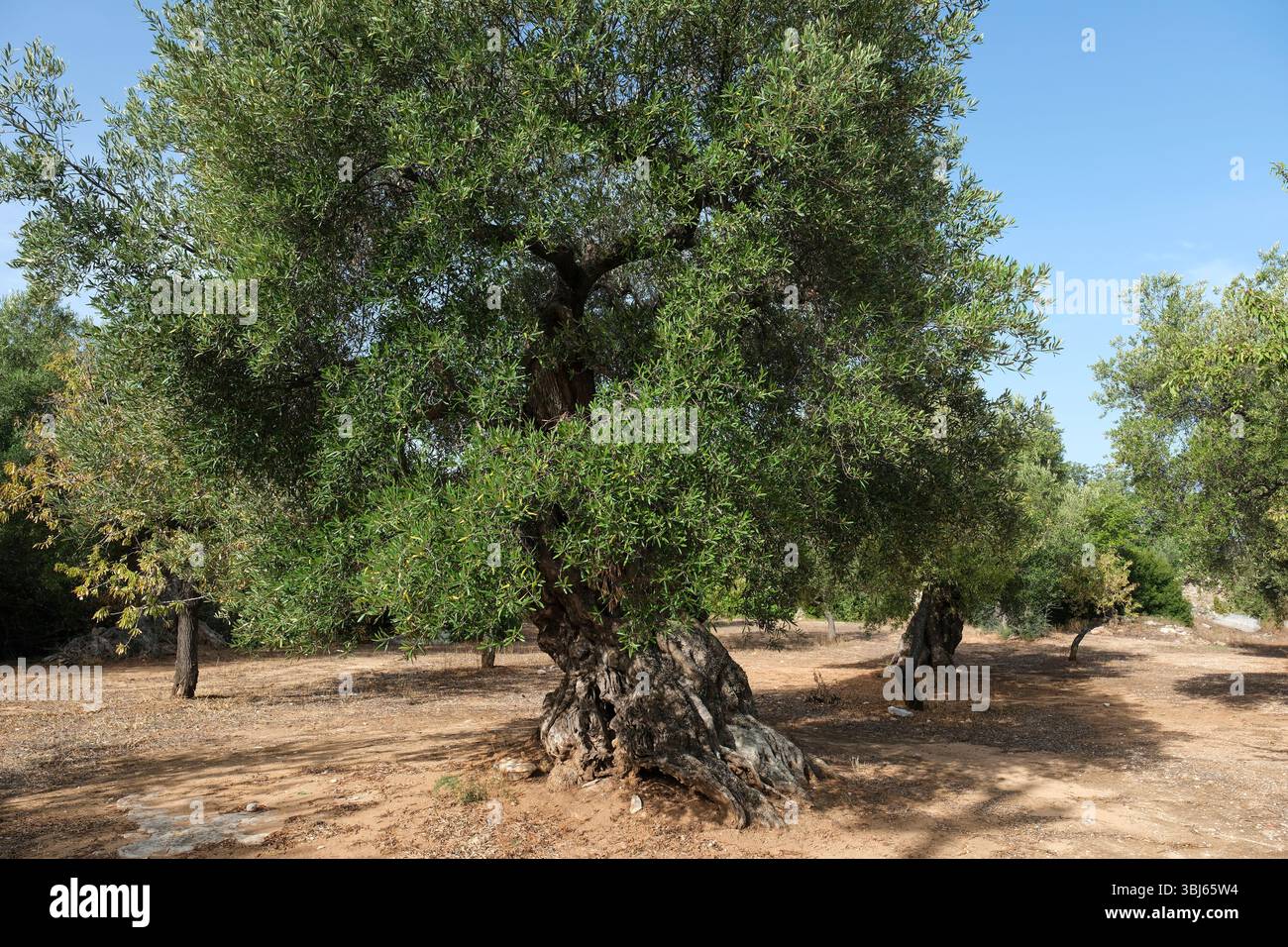 Jahrhundertealte olivenbume apulien -Fotos und -Bildmaterial in hoher  Auflsung  Alamy