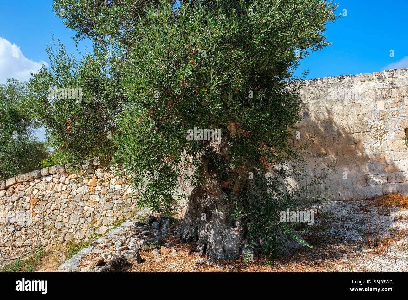 Jahrhundertealte olivenbume apulien -Fotos und -Bildmaterial in hoher  Auflsung  Alamy