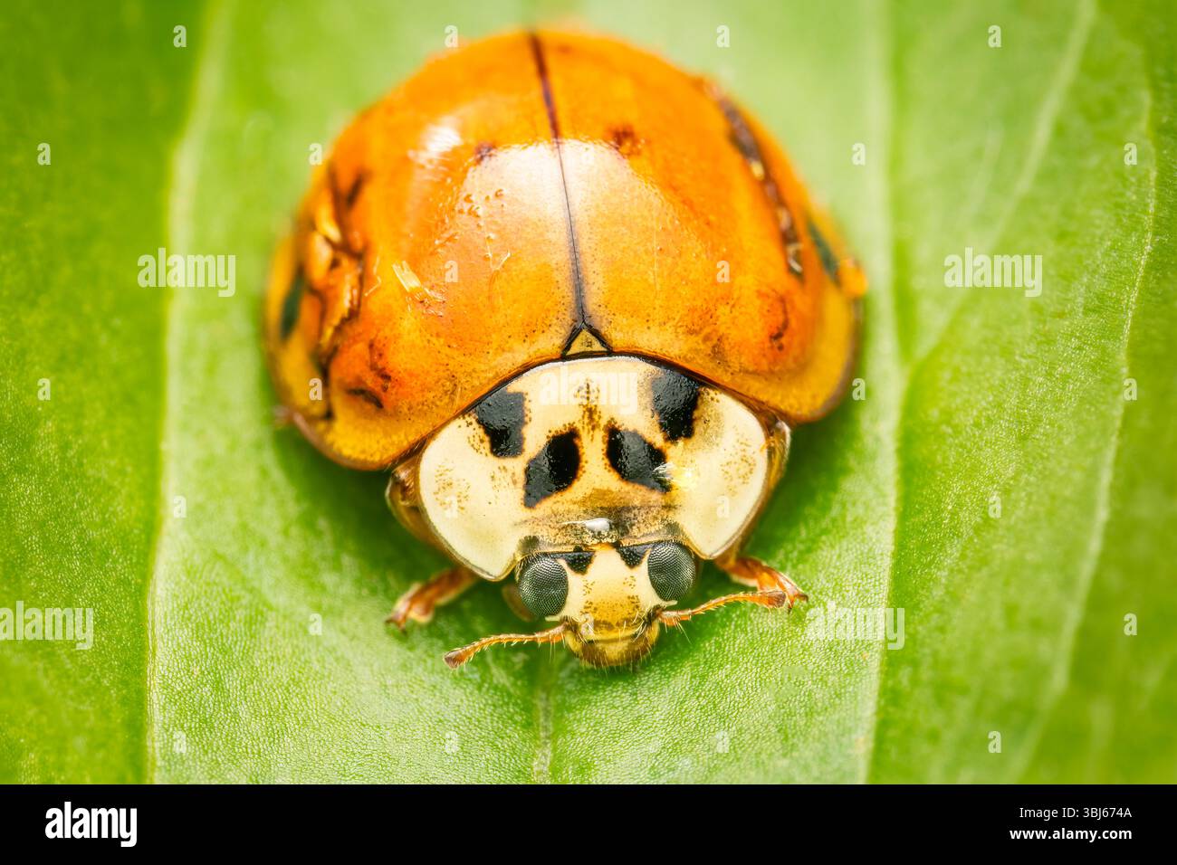Makrophotogramm eines Harmonia axyridis oder asiatischen Käfers, der auf einem grünen Blatt in meinem Garten ruht Stockfoto