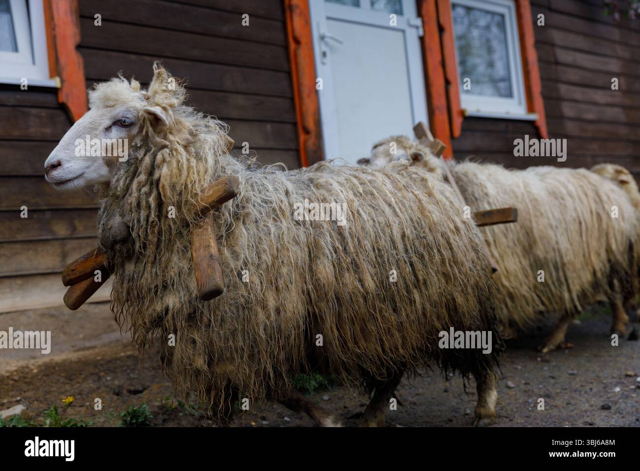 Dieses Bild zeigt eine Gruppe von Schafen, die in der Nähe eines rustikalen Holzheims spazieren und ihre dicke, lockige Wolle und ihre besonderen Merkmale in einem ruhigen Pastor hervorheben Stockfoto