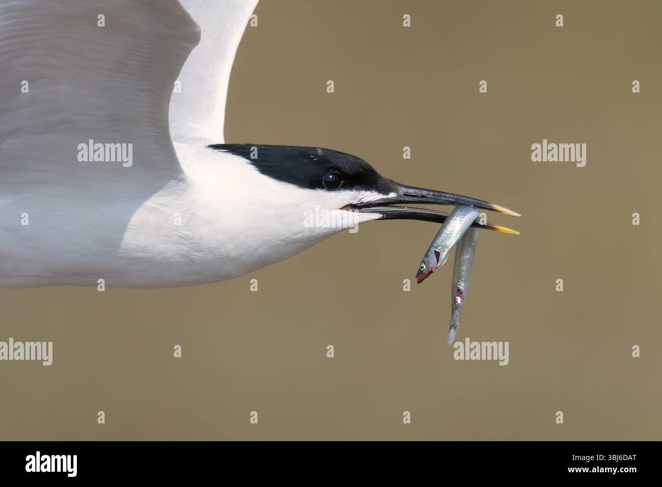 Sandwich Tern im Flug mit Sandaal im Hodbarrow RSPB Reserve in Cumbria, England Stockfoto