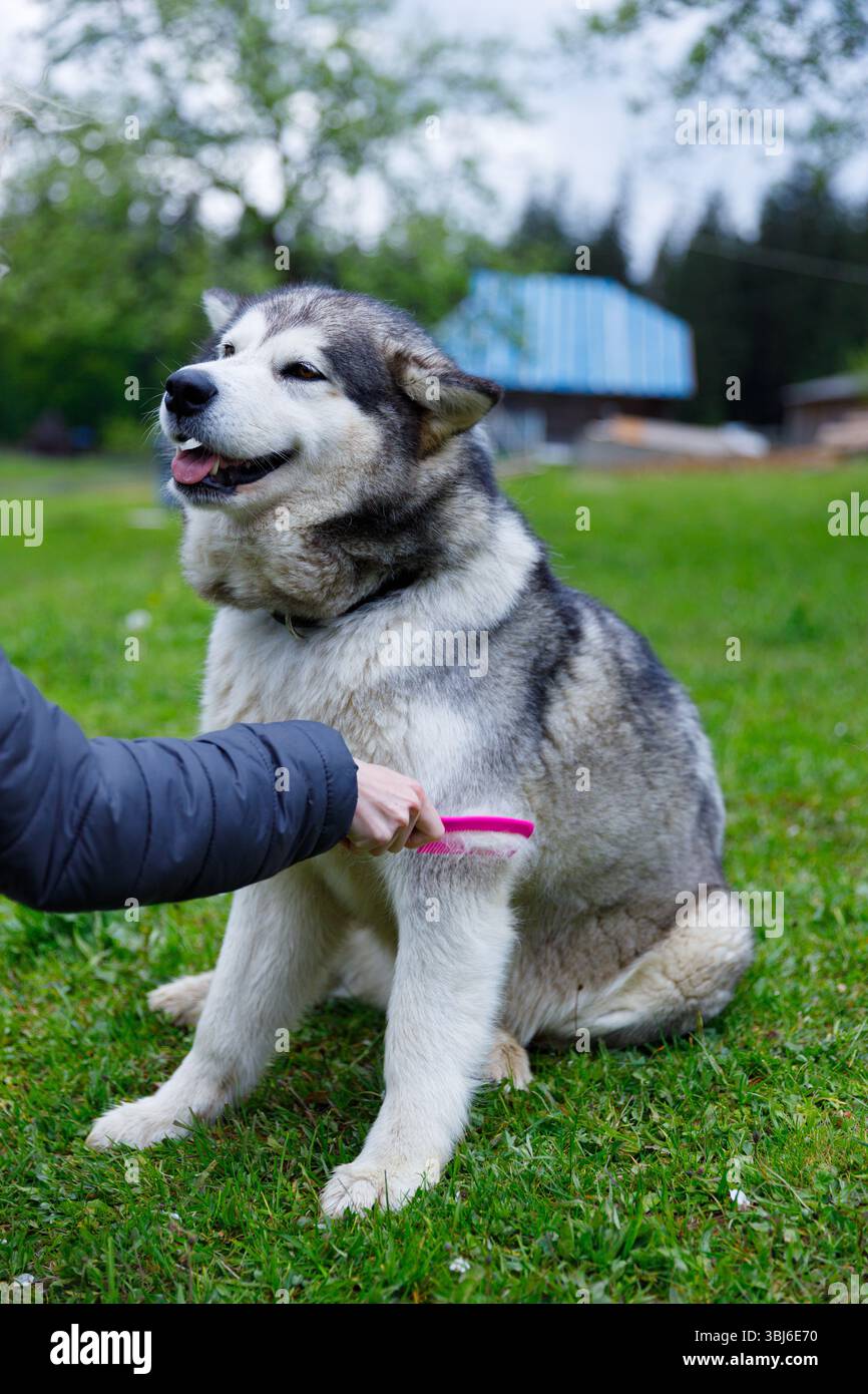 Ein wunderschöner sibirischer Husky, der von einer Person in einem üppigen grünen Feld gepflegt wird. Der Hund sieht entspannt und glücklich aus und zeigt sein dickes Pelzfell gegen einen P. Stockfoto