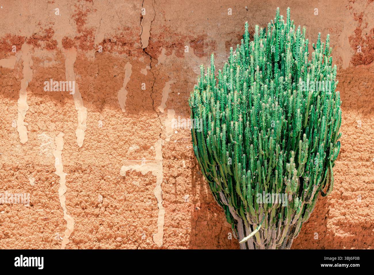 Euphorbia trigona Cactus in sanften Pastelltönen steht neben einer roten Tonwand. Entsättigte Grüntöne und warme Texturen schaffen eine ruhige, minimalistische Komposition Stockfoto