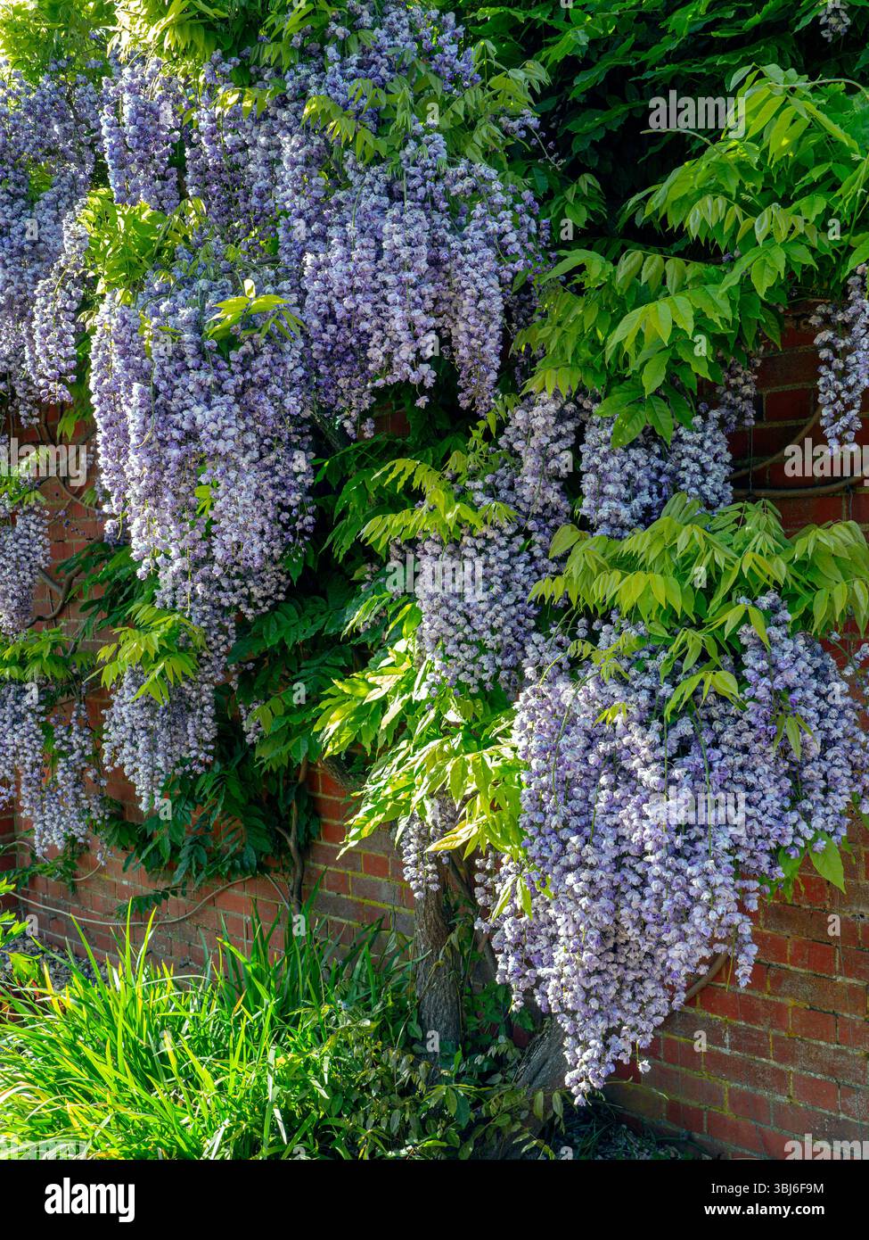 WISTERIA SINENSIS die typische Wisteria floribunda „Kokuryu“ blühen in perfekter voller Blüte, vor einer roten Ziegelwand RHS Wisley Surrey UK Stockfoto
