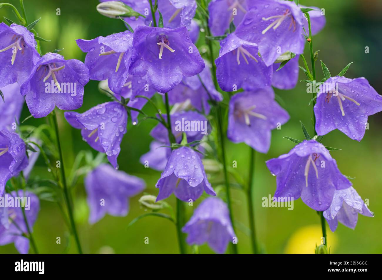 Regentropfen haften an leuchtend violetten Glockenblumen. Eine erfrischende Dusche lässt den Garten glitzern. Stockfoto