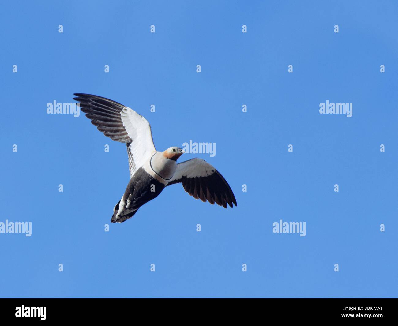 Schwarzbauchhuhn (Pterocles orientalis) männlich im Flug über Kopf, Jandia Natural Park, Pajara, Fuerteventura, Kanarische Inseln, November. Stockfoto