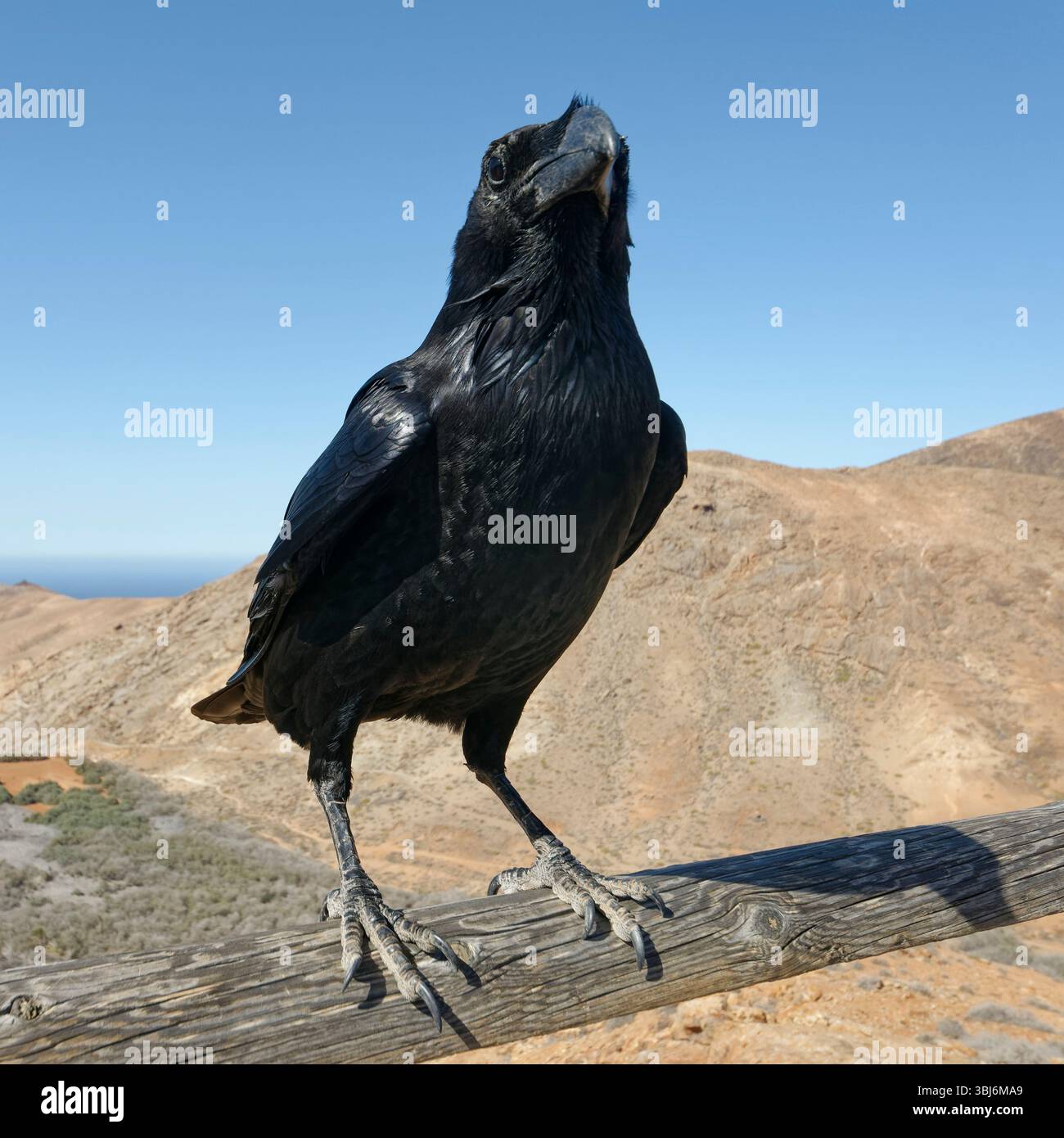 Kanarieninsel Raven (Corvus corax tingitanus) thront an einem Aussichtspunkt in den Bergen und hofft auf Essen von Touristen, Mirador las Penitas, Fuerteventura. Stockfoto