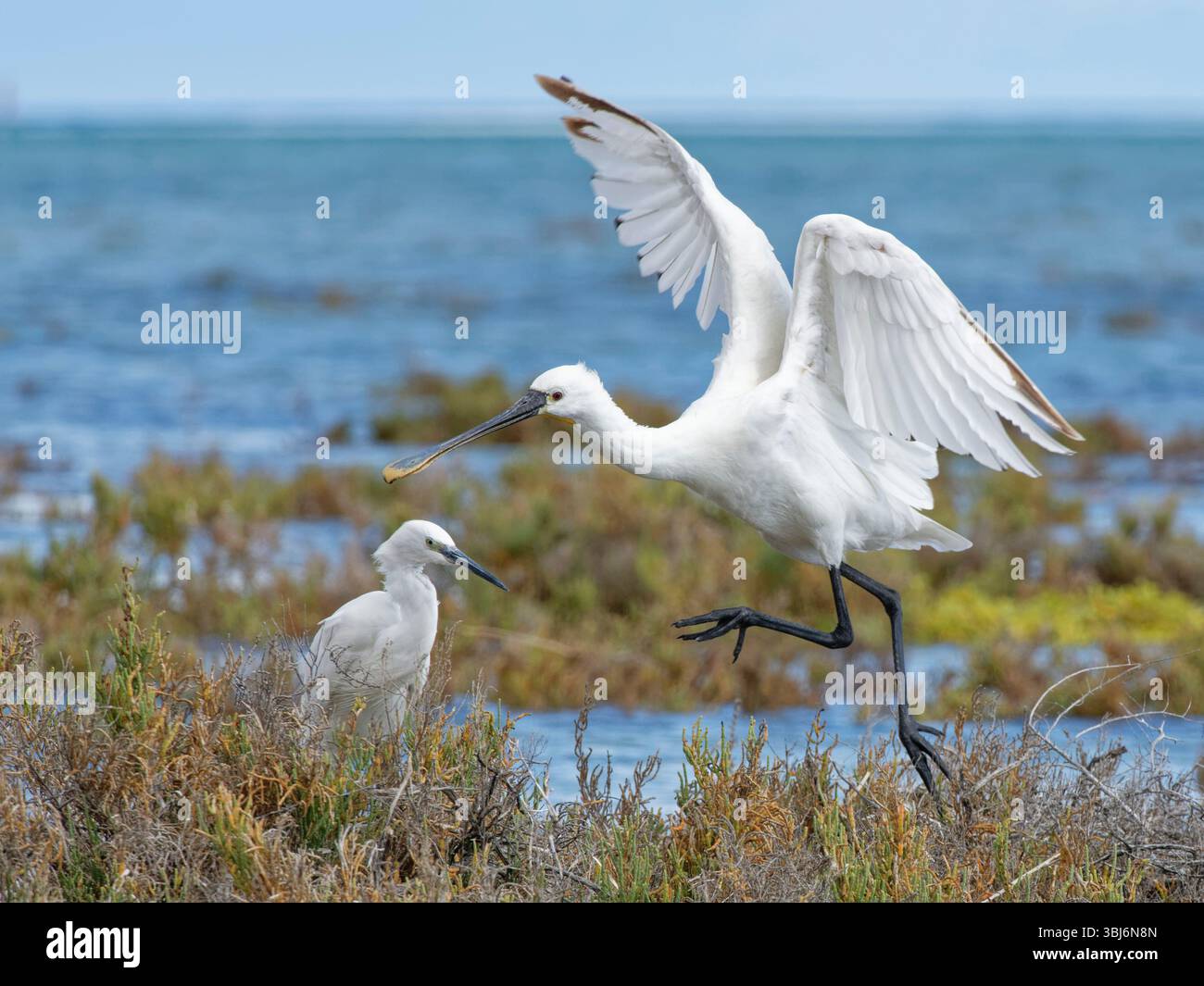 Eurasischer Löffelschnabel (Platalea leucorodia), der an einem kleinen Reiher am Rande der Lagune von Sotavento, Fuerteventura, Kanarischen Inseln, vorbeifährt. Stockfoto