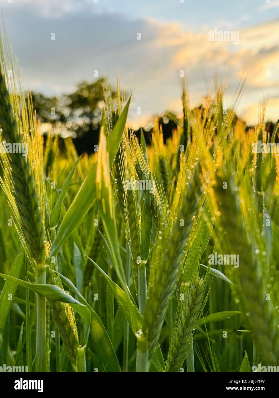 Grünes Weizenfeld bei Sonnenaufgang mit Tautropfen und goldenem Licht – friedliche ländliche Naturszene im Frühsommer. - Smartphone-aufgenommenes Stockfoto