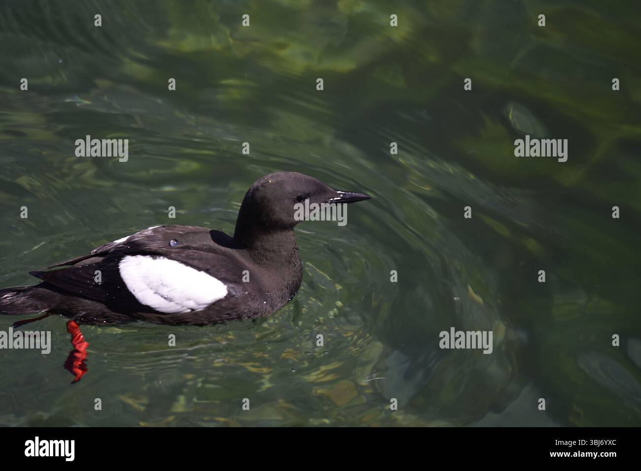 Schwarze Guillemot (Cepphus grylle) schwimmt von links nach rechts, linker Bildvordergrund, in klarem Meerwasser mit roten Beinen unter Wasser sichtbar, in IOM, Großbritannien Stockfoto