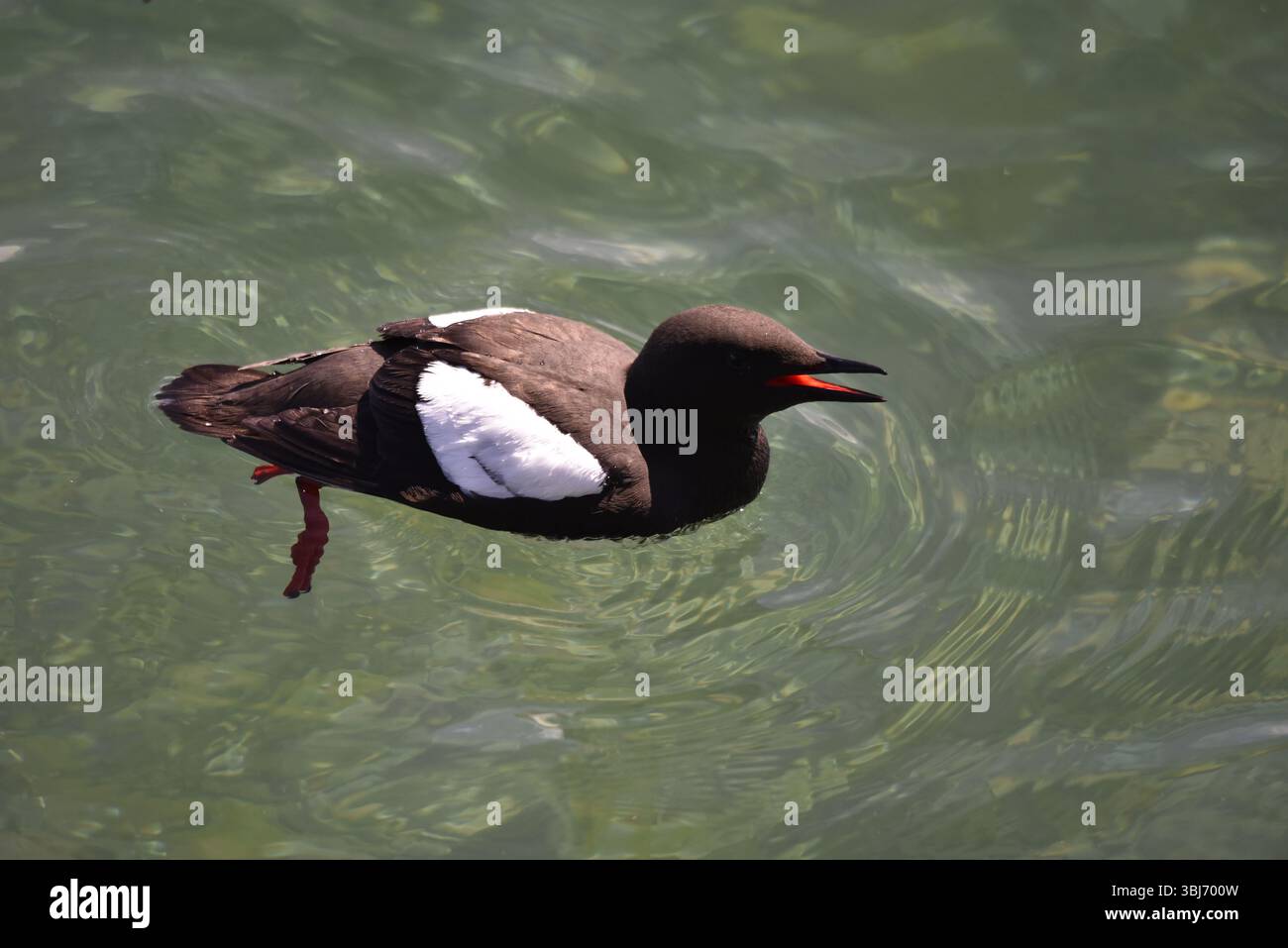 Nahaufnahme einer schwarzen Guillemot (Cepphus grylle), die von links nach rechts schwimmt, mit offenem Schnabel, der roten Mund und roten Beinen unter Wasser sichtbar ist Stockfoto