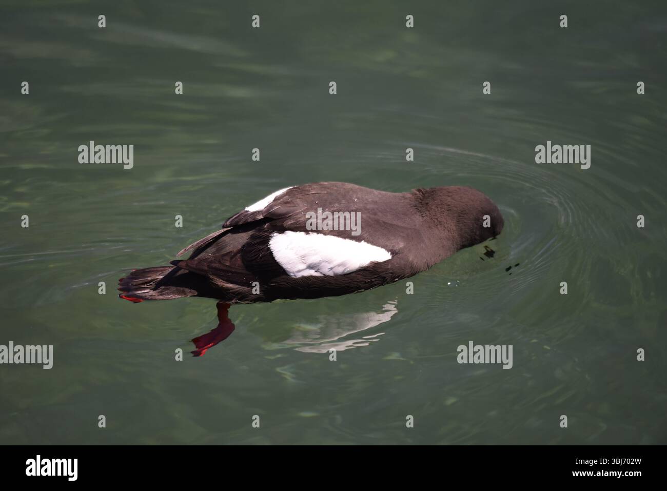 Nahaufnahme einer Schwarzen Guillemot (Cepphus grylle), die rechts mit Kopf im Wasser schwimmt, Bill und rote Beine unter der Oberfläche sichtbar, aufgenommen in Großbritannien Stockfoto